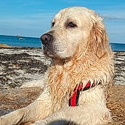 Paco a rejoint le concours — aidez-le/la à gagner de superbes lots ! dog, golden_retriever, wet, beach, rock, sea, ocean, sky, harness, outdoor, animal, canine, water, nature, sunlight, relaxed, portrait, daytime, summer, pets