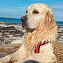dog, golden_retriever, wet, beach, rock, sea, ocean, sky, harness, outdoor, animal, canine, water, nature, sunlight, relaxed, portrait, daytime, summer, pets