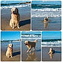 Paco participe au concours pour gagner de l'argent avec cette photo : animal, beach, blue_sky, dog, golden_retriever, happy, nature, ocean, outdoor, pet, playful, reflection, running, sand, sitting, sky, sunlight, water, waves, wet_fur