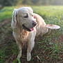 Paco a rejoint le concours — aidez-le/la à gagner de superbes lots ! animal, canine, cute, daylight, dog, field, friendly, fur, golden_retriever, grass, ground, leaf, mammal, mushroom, nature, outdoor, pet, relaxed, sunlight, tongue_out