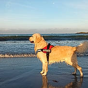 Paco participe au concours pour gagner de l'argent avec cette photo : animal, beach, canine, clouds, coast, dog, golden_retriever, harness, nature, ocean, outdoor, pet, reflection, sand, shore, sky, sunlight, water, waves, wet