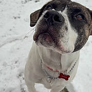 Cash is registered to the contest to win money with this photo: attentive, brindle_markings, brown_eye, chain_collar, close_up, collar, dog, grass_peeking, nose, outdoor, paws, pet_tag, playful, portrait, snow, snowy_nose, whiskers, white_fur, winter, yard