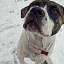 attentive, brindle_markings, brown_eye, chain_collar, close_up, collar, dog, grass_peeking, nose, outdoor, paws, pet_tag, playful, portrait, snow, snowy_nose, whiskers, white_fur, winter, yard