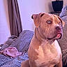 dog, sitting, brown_dog, portrait, indoors, living_room, couch, blanket, quilt, houseplant, curtains, window, pet, canine, short_hair, floppy_ears, large_dog, alert, serious_expression, home_decor
