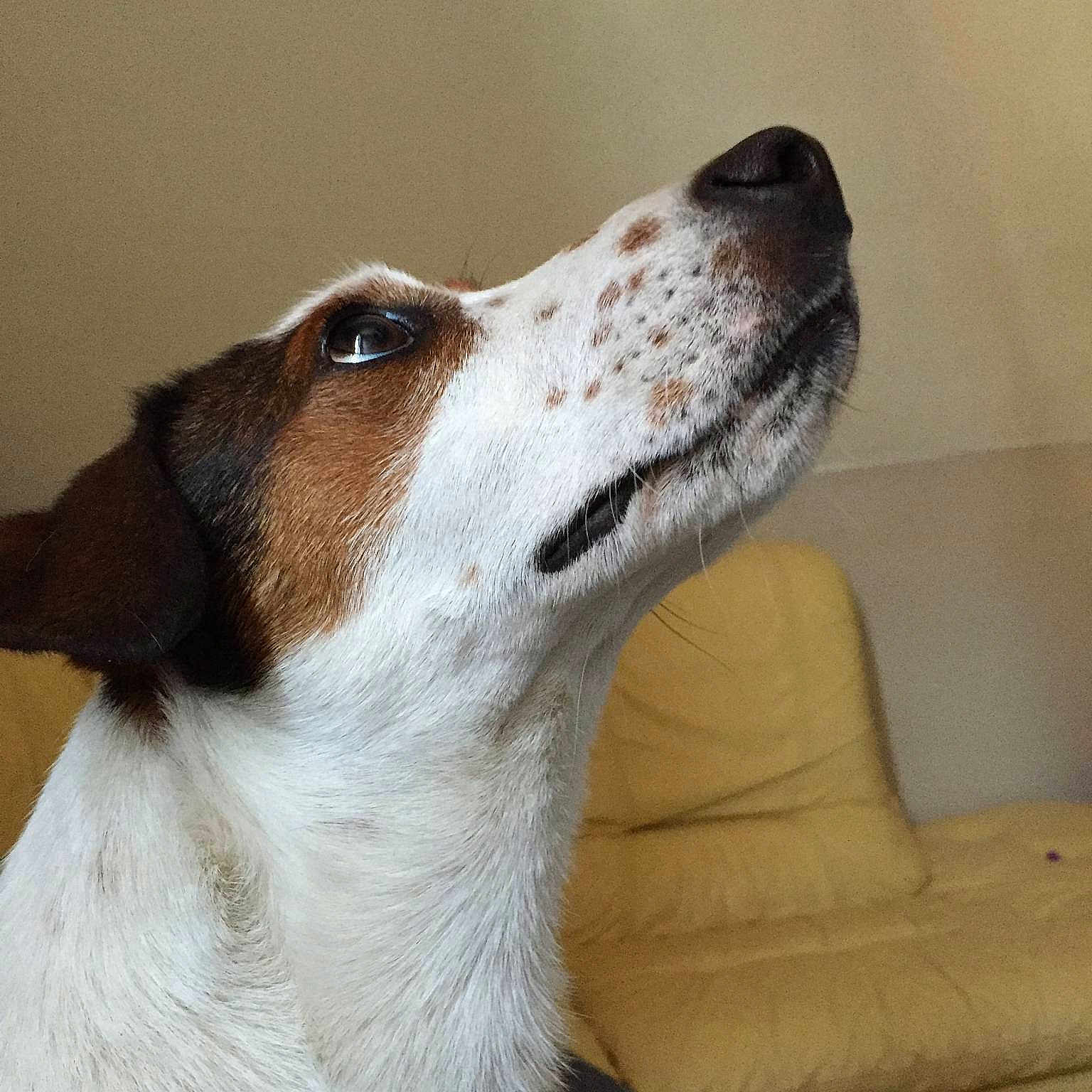 Iago