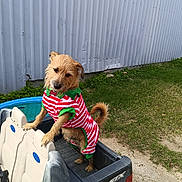 Scooby is registered to the contest to win money with this photo: animal, backyard, canine, clothing, costume, curious, cute, dog, fence, fun, grass, metal_wall, outdoor, pet, playful, small_pool, standing, striped_outfit, summer, toy_vehicle