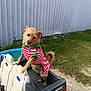 animal, backyard, canine, clothing, costume, curious, cute, dog, fence, fun, grass, metal_wall, outdoor, pet, playful, small_pool, standing, striped_outfit, summer, toy_vehicle