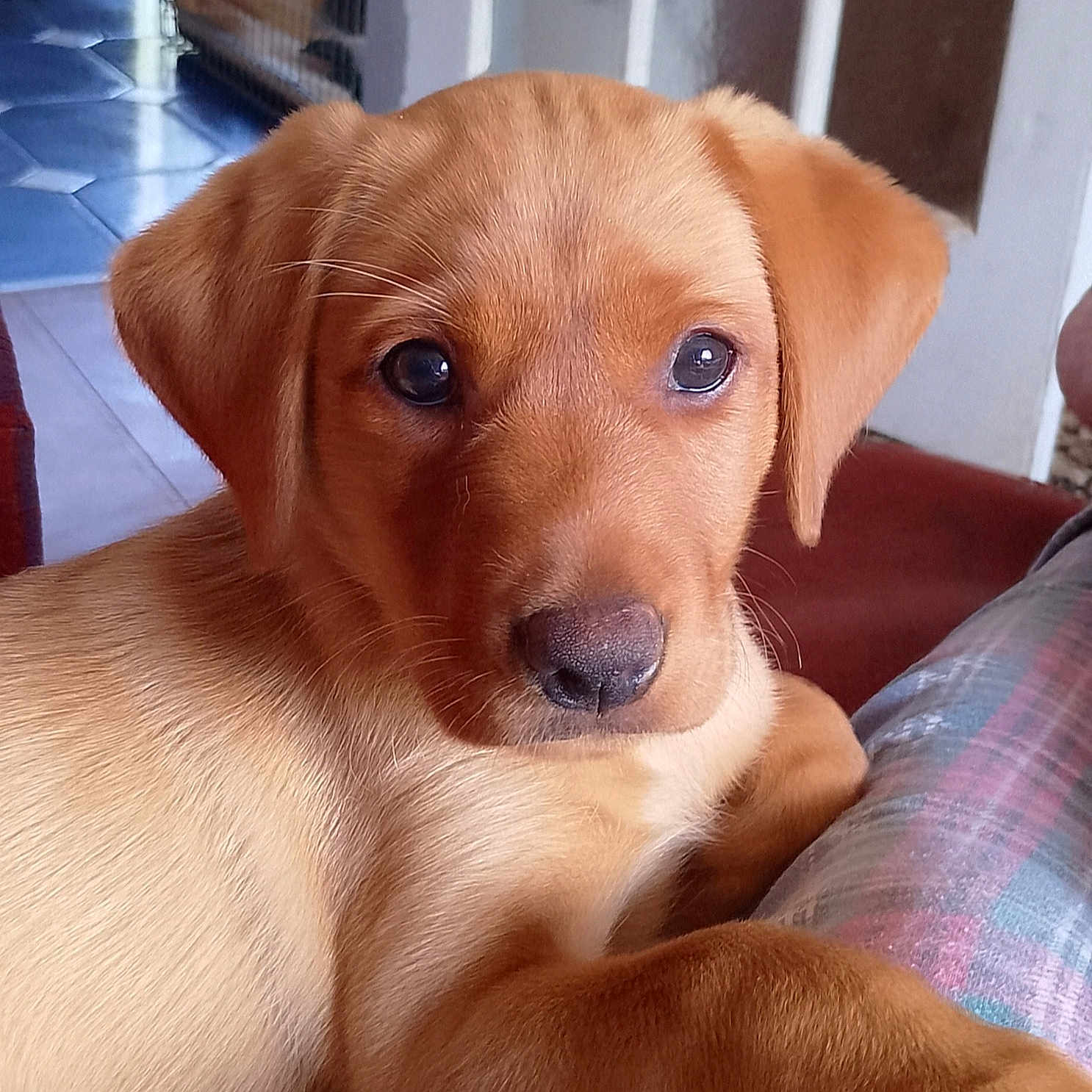 Sweetheart is registered to the contest to win money with this photo: animal, architecture, beagle, building, bulldog, canine, couch, dog, furniture, goldenretriever, hound, indoors, labradorretriever, livingroom, person, pet, puppy, room, sleeping, snout