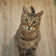 Ponyo a rejoint le concours — aidez-le/la à gagner de superbes lots ! cat, tabby, green_eyes, curious, pet, indoor, wooden_floor, animal, whiskers, ears, feline, sitting, looking_up, fur, domestic_cat, cute, mammal, closeup, alert, portrait