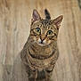 cat, tabby, green_eyes, curious, pet, indoor, wooden_floor, animal, whiskers, ears, feline, sitting, looking_up, fur, domestic_cat, cute, mammal, closeup, alert, portrait