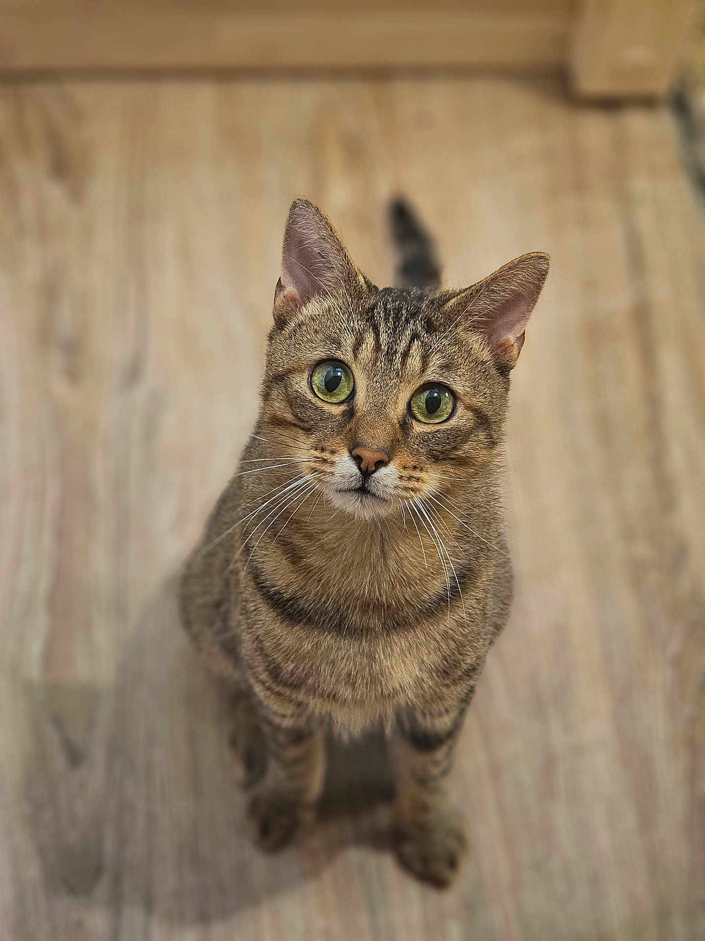 Ponyo a rejoint le concours — aidez-le/la à gagner de superbes lots ! cat, tabby, green_eyes, curious, pet, indoor, wooden_floor, animal, whiskers, ears, feline, sitting, looking_up, fur, domestic_cat, cute, mammal, closeup, alert, portrait