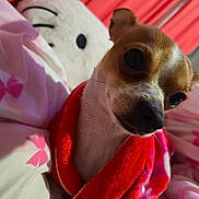 Casper is registered to the contest to win money with this photo: dog, small_dog, blanket, red_blanket, plush_pillow, indoor, bed, curtains, cute, pet, animal, brown_and_white, close_up, cozy, soft, snuggled, looking, face, fur, resting