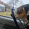 Casper is registered to the contest to win money with this photo: dog, raincoat, water_droplets, car_window, rainy_weather, blurred_background, trees, buildings, side_view, pet, animal, wet, close_up, looking_out, transport, window, animal_portrait, weather, canine, outdoor