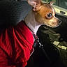 Casper joined the competition — help win amazing prizes! dog, chihuahua, red_jacket, pet, car, vehicle_interior, night, seat, leash, collar, small_dog, animal, ears, eyes, side_view, domestic_animal, canine, indoor, portrait, sitting