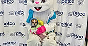 Casper is registered to the contest to win money with this photo: person, costume, easter_bunny, dog, pet, petco, indoor, chair, floor, curtain, logo, animal_clothing, white, pink, blue, small_dog, seated, cute, mascot, fun
