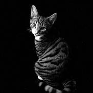 Harry is registered to the contest to win money with this photo: alone, animal, black_and_white, calm, cat, cute, dark_background, ears, feline, fur, looking, mysterious, pet, portrait, sitting, soft_light, striped, studio, tail, whiskers