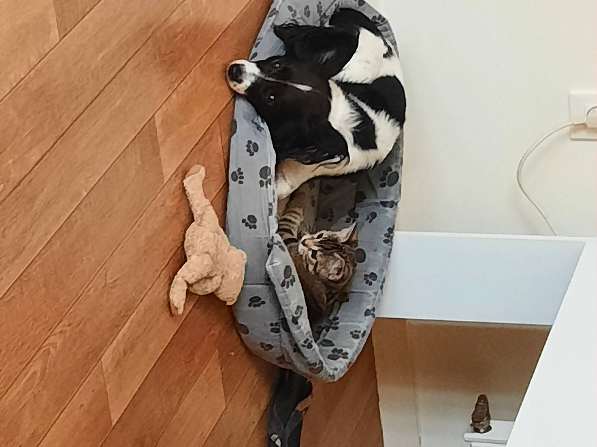 Nella participe au concours pour gagner de l'argent avec cette photo : art, bag, carmine, fashion_accessory, fashion_design, feather, flooring, font, fur, hardwood, human_leg, pattern, sandal, sleeve, street_fashion, thigh, visual_arts, waist, wood, wood_flooring