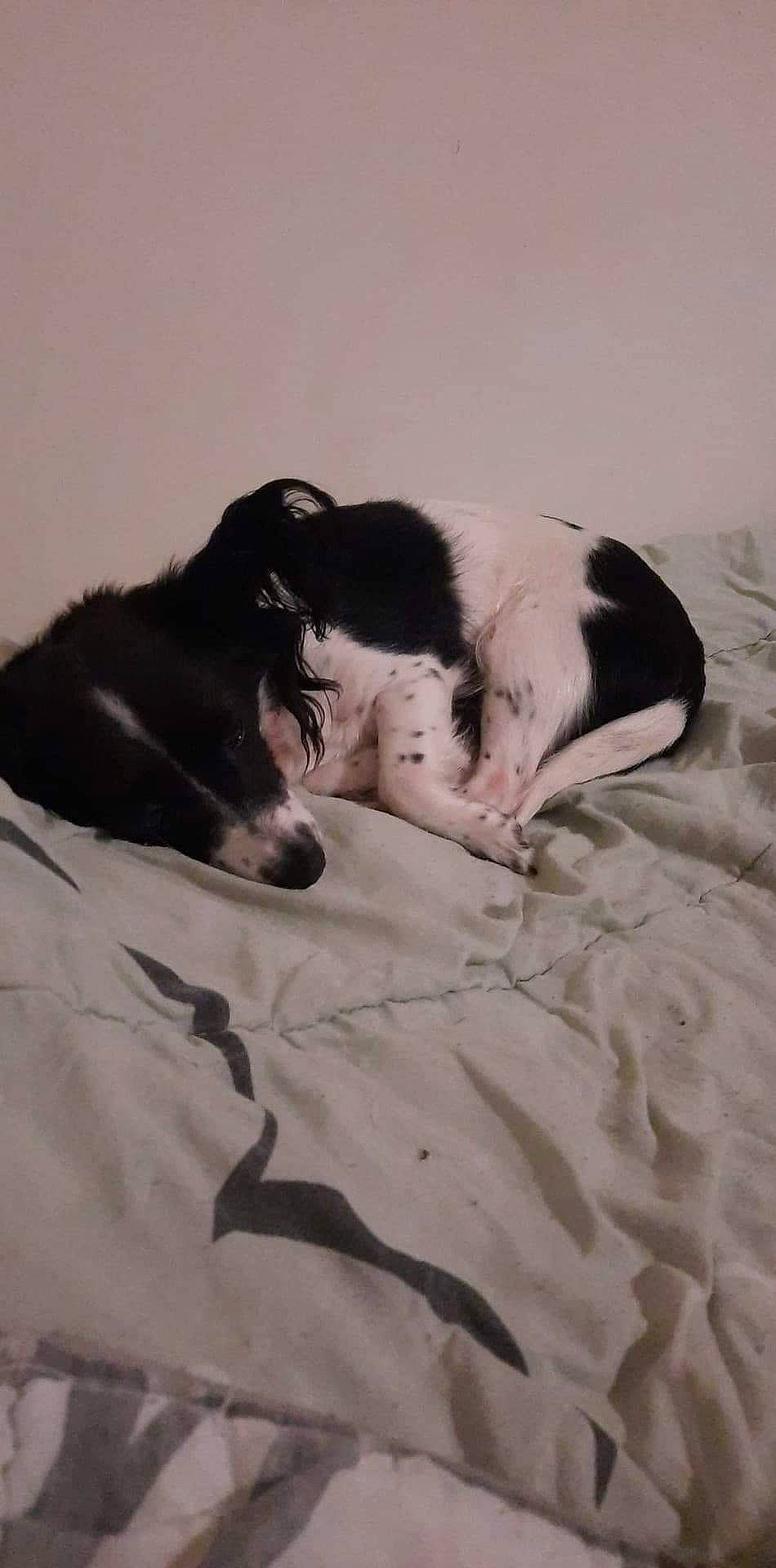 Nella participe au concours pour gagner de l'argent avec cette photo : bed, bedding, bedtime, canidae, carnivore, comfort, companion_dog, dog, dog_breed, fawn, fur, gesture, kiss, linens, love, nap, sand, snout, sporting_group, working_animal