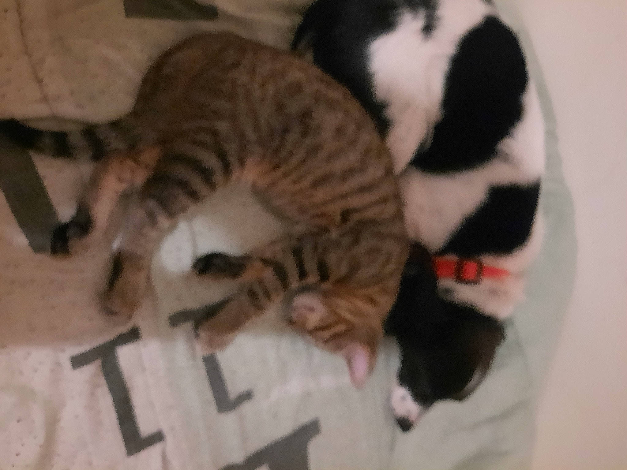 Nella participe au concours pour gagner de l'argent avec cette photo : carnivore, cat, cat_bed, cat_supply, claw, comfort, domestic_short_haired_cat, fawn, felidae, fur, mammal, nap, paw, small_to_medium_sized_cats, snout, tail, terrestrial_animal, vertebrate, whiskers, wood