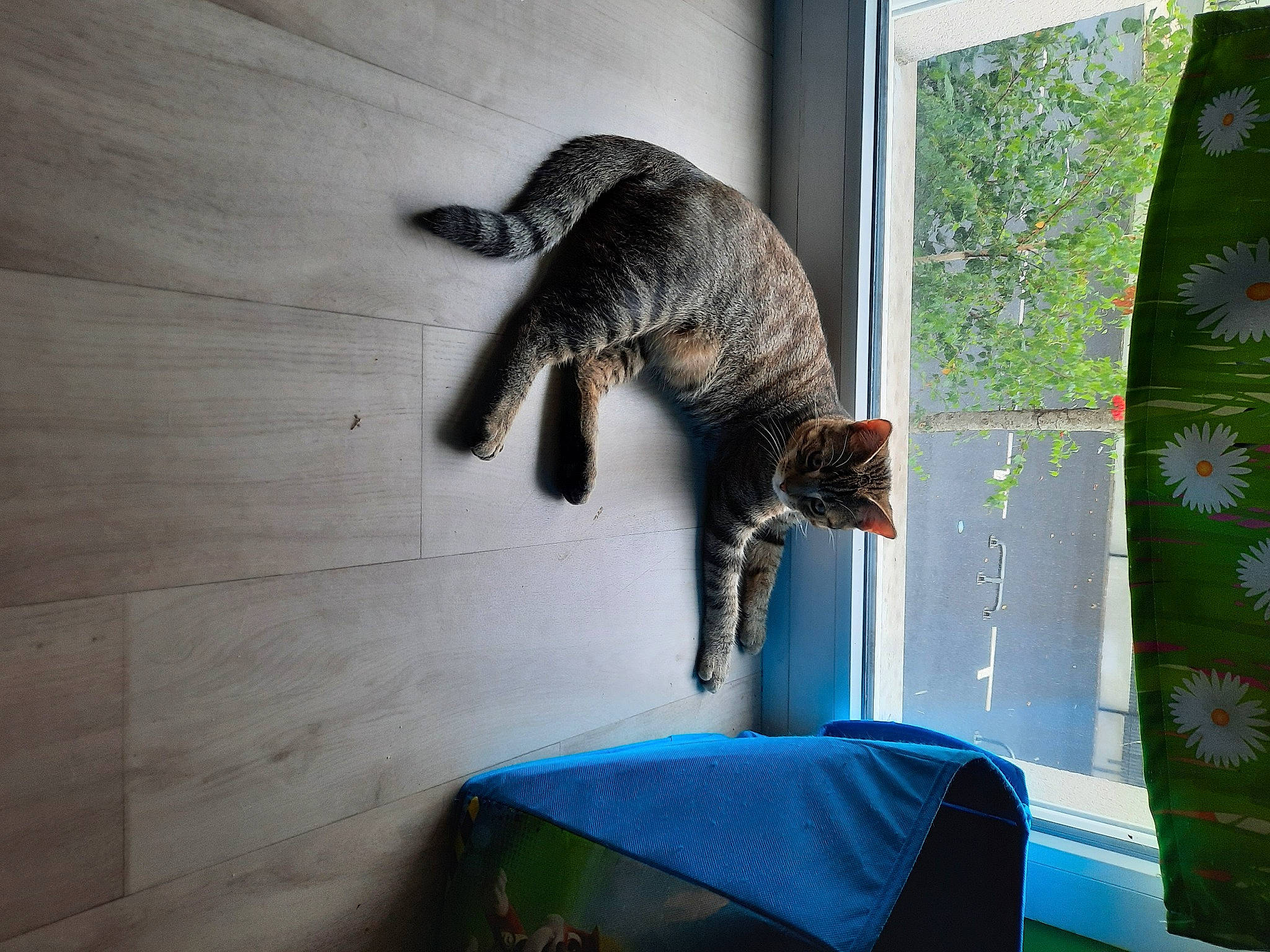 Dingo participe au concours pour gagner de l'argent avec cette photo : carnivore, cat, comfort, domestic_short_haired_cat, felidae, flooring, fur, linens, recreation, room, shade, small_to_medium_sized_cats, tail, terrestrial_animal, whiskers, wildlife, wood