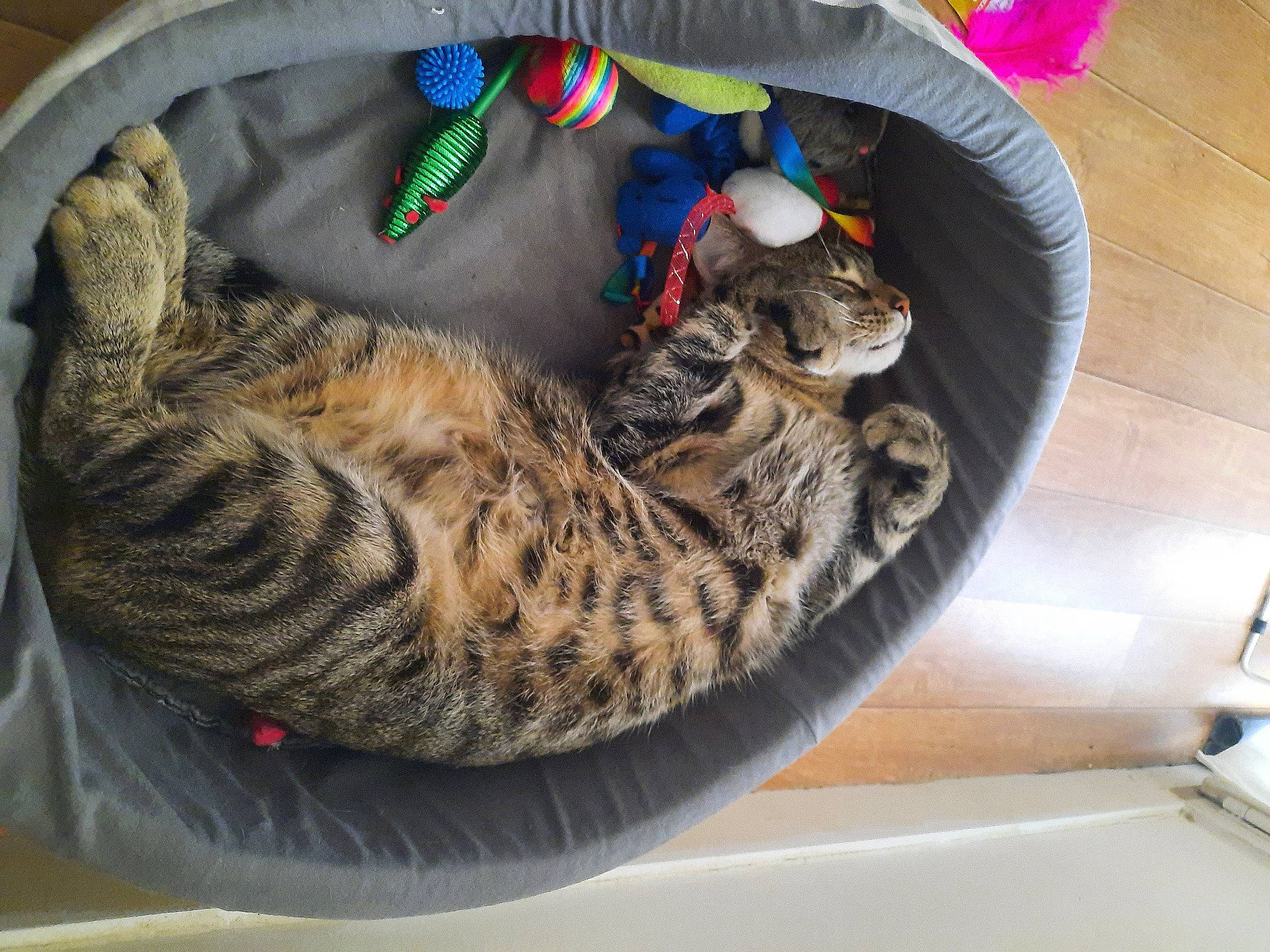 Dingo a rejoint le concours — aidez-le/la à gagner de superbes lots ! animal_shelter, automotive_tire, bag, black_cat, carnivore, cat, cat_bed, cat_supply, comfort, domestic_short_haired_cat, felidae, fur, paw, pet_supply, rope_rhythmic_gymnastics, small_to_medium_sized_cats, tail, terrestrial_animal, whiskers