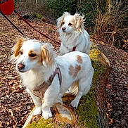 Maya Et Chipie a rejoint le concours — aidez-le/la à gagner de superbes lots ! animal, autumn, brown_spots, canine, curious, daylight, dog, dogs, forest, leash, leaves, moss, nature, outdoor, pet, standing, tree_trunk, two_dogs, walking, white_dog