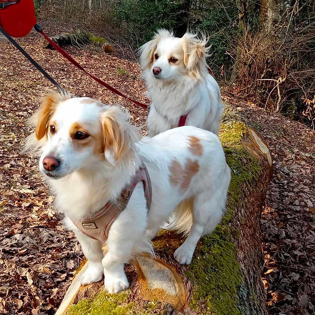 Maya Et Chipie a rejoint le concours — aidez-le/la à gagner de superbes lots ! animal, autumn, brown_spots, canine, curious, daylight, dog, dogs, forest, leash, leaves, moss, nature, outdoor, pet, standing, tree_trunk, two_dogs, walking, white_dog