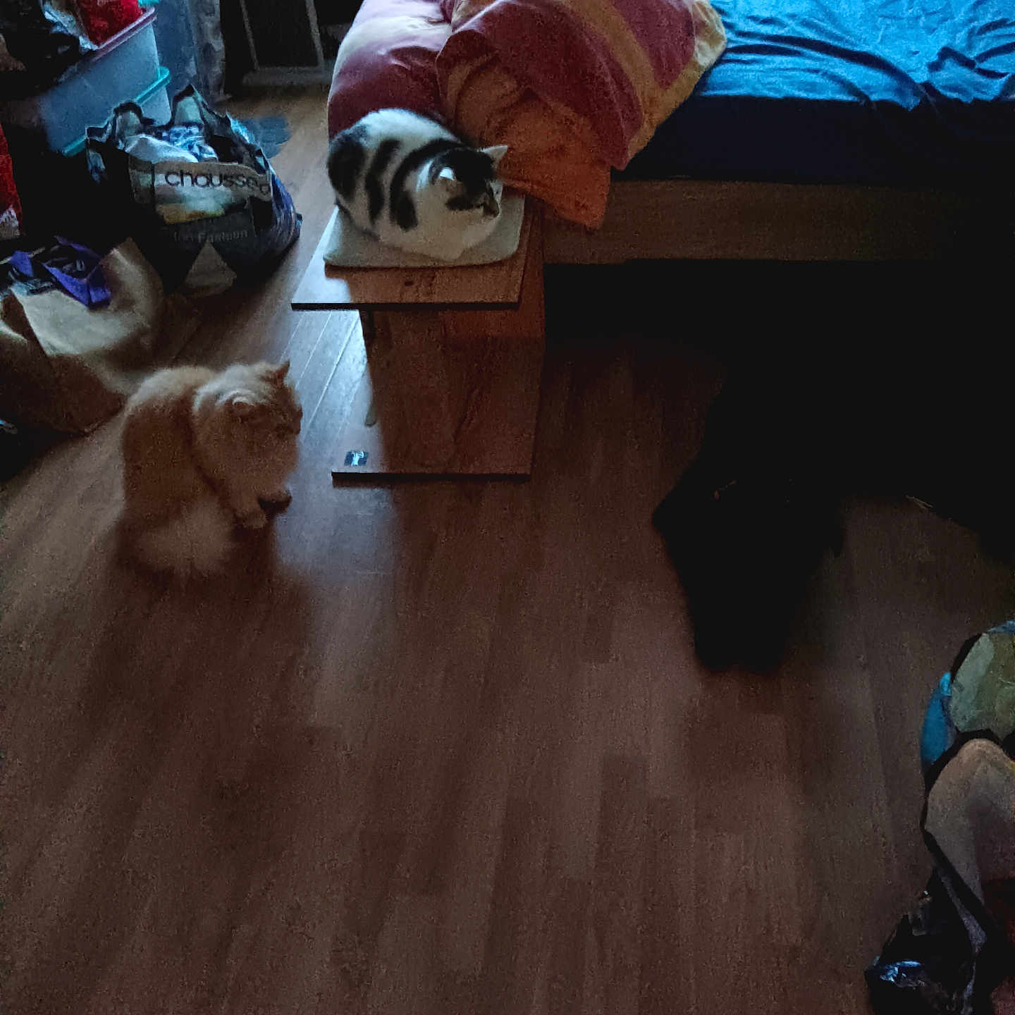 Flash participe au concours pour gagner de l'argent avec cette photo : accessories, animal, architecture, bag, bed, bedroom, building, canine, cat, couch, furniture, handbag, hardwood, indoors, interiordesign, livingroom, pet, plywood, room, wood