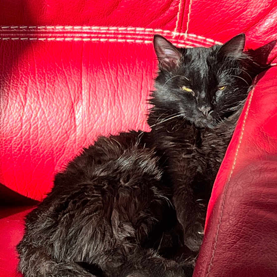 Volt a rejoint le concours — aidez-le/la à gagner de superbes lots ! animal, architecture, armchair, blackcat, building, cat, chair, couch, cushion, furniture, homedecor, indoors, kitten, livingroom, manx, pet, room, velvet