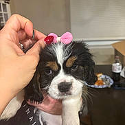 Daisy is registered to the contest to win money with this photo: puppy, dog, pet, bow, pink_bow, hand, human_hand, red_nails, tricolor, fur, whiskers, eyes, close_up, portrait, indoor, table, plate, bottle, cardboard_box, food