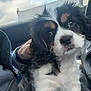 Daisy is registered to the contest to win money with this photo: dog, puppy, person, video_call, car_interior, window, sky, clouds, blanket, seat, steering_wheel, close_up, face, fur, eyes, hand, cozy, collar, lap, portrait