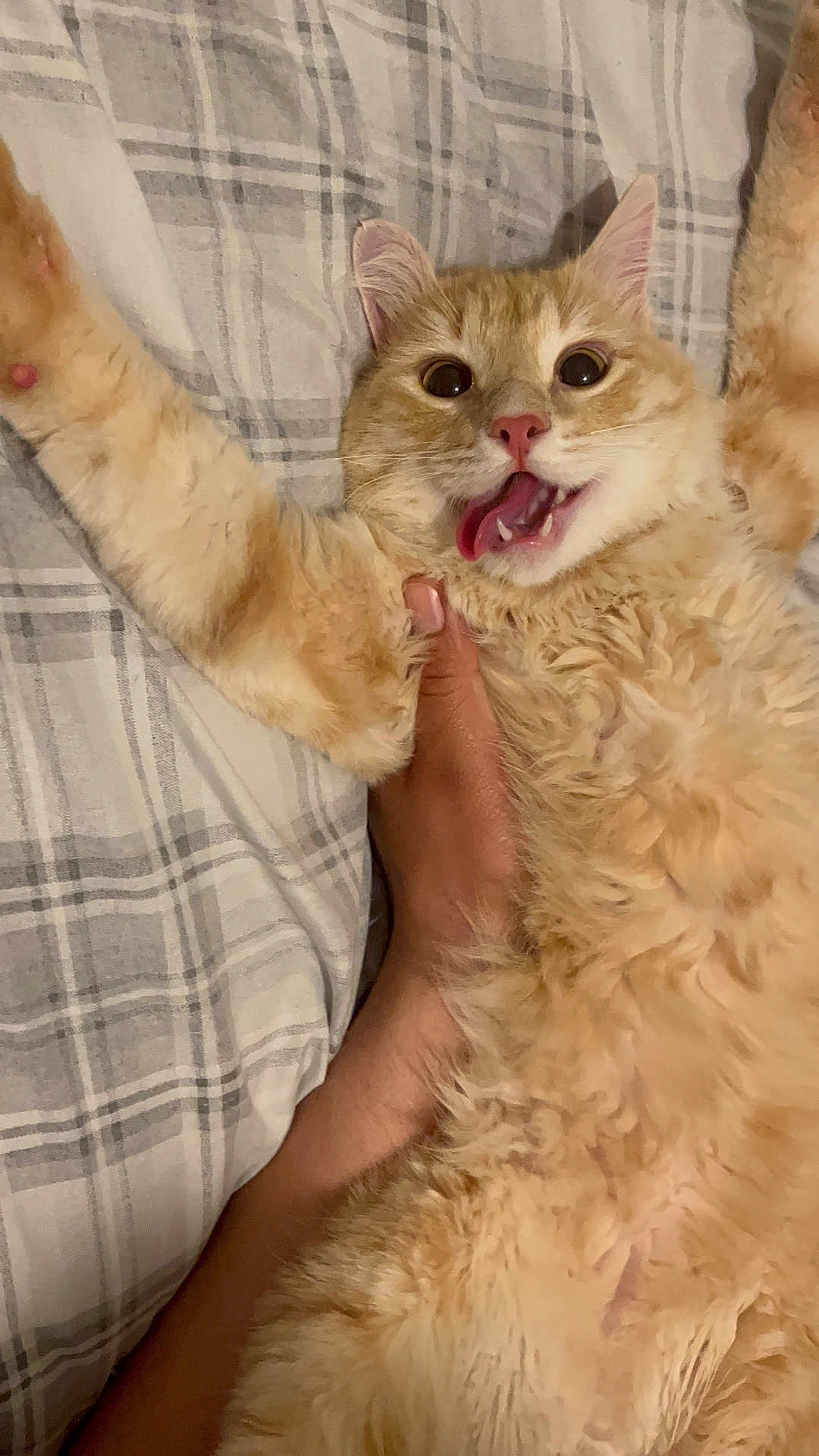 Happy joined the competition — help win amazing prizes! cat, orange_cat, cat_face, tongue, big_eyes, fluffy_fur, pink_nose, whiskers, paw, human_hand, bed, plaid_bedding, close_up, portrait, playful, surprised_expression, indoor, pet, reclining, cute