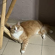 Yuko participe au concours pour gagner de l'argent avec cette photo : animal, cat, curious_eyes, cute, domestic_cat, feline, floor_tiles, fluffy_fur, ginger_cat, glass_table, home_interior, indoor, paw, pet, relaxed, resting, tiled_floor, whiskers, white_paws, wooden_table_leg