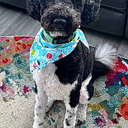 Jax joined the competition — help win amazing prizes! dog, bandana, black_and_white, sitting, indoor, rug, colorful, leather_couch, pet, curly_fur, attentive, floor, collar, house, companion, cute, animal, portrait, domestic, furry
