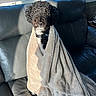 Jax joined the competition — help win amazing prizes! dog, blanket, couch, leather, window, sunlight, indoor, pet, cozy, fur, black, white, curly_hair, collar, resting, comfort, home, relaxing, wrapped, animal