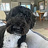 Jax is registered to the contest to win money with this photo: dog, black_and_white, curly_fur, close_up, couch, living_room, furniture, dining_table, chairs, carpet, window, picture_frame, home_interior, pet, relaxing, nose, fur, indoor, cozy, portrait