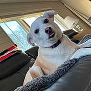 Cindy Lou Who joined the competition — help win amazing prizes! animal, blanket, collar, couch, cozy, cute, dog, domestic_animal, fur, furniture, home, household, indoor, leather, light, pet, relaxed, resting, tongue_out, window
