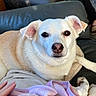 Cindy Lou Who joined the competition — help win amazing prizes! animal, blanket, canine, comfort, companion, couch, cozy, cream_colored, dog, domestic, ears, fur, home, indoor, looking_at_camera, nose, paw, pet, relaxed, resting
