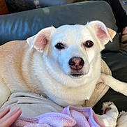 Cindy Lou Who joined the competition — help win amazing prizes! animal, blanket, closeup, comfort, couch, cozy, cream_colored, dog, domestic, fur, furniture, hand, indoor, legs, paw, person, pet, relaxed, resting, slippers