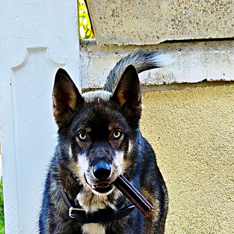 Appy participe au concours pour gagner de l'argent avec cette photo : dog, canine, pet, animal, outdoor, tile_floor, plant, planter, greenery, stick, mouth, alert, standing, ears_up, fur, collar, tail, wall, sunlight, daytime