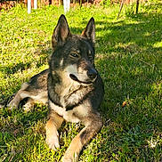 Appy a rejoint le concours — aidez-le/la à gagner de superbes lots ! dog, grass, outdoor, sunlight, pet, canine, nature, relaxing, animal, mammal, ears, fur, lying_down, daylight, greenery, backyard, shadow, snout, alert, leisure