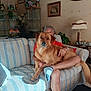 beaded_necklace, couch, decor, dog, framed_pictures, furniture, glass_cabinet, home, indoor, lamp, living_room, orange_shirt, person, pet, plant, relaxing, sock, striped_fabric, table, vintage_style