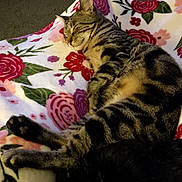 Floofy is registered to the contest to win money with this photo: cat, tabby, sleeping, blanket, floral_pattern, indoor, pet, animal, cozy, resting, feline, soft, comfort, paw, striped, cute, relaxed, home, mammal, nap