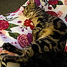 cat, tabby, sleeping, blanket, floral_pattern, indoor, pet, animal, cozy, resting, feline, soft, comfort, paw, striped, cute, relaxed, home, mammal, nap