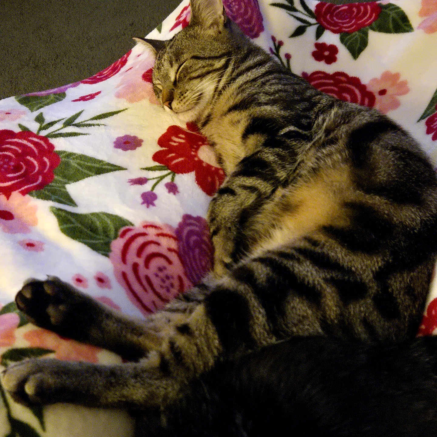 Floofy is registered to the contest to win money with this photo: cat, tabby, sleeping, blanket, floral_pattern, indoor, pet, animal, cozy, resting, feline, soft, comfort, paw, striped, cute, relaxed, home, mammal, nap