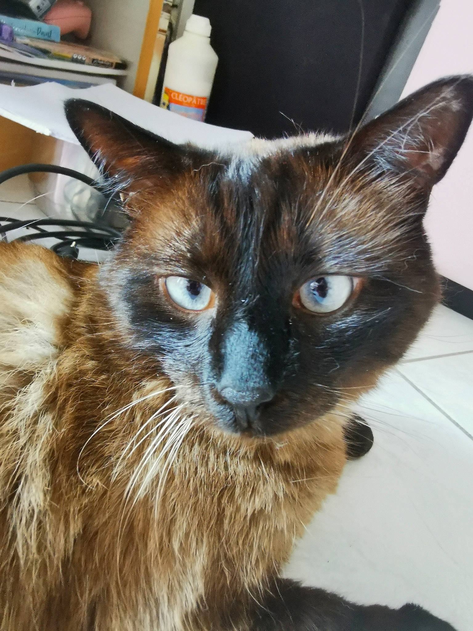 Mowgli a rejoint le concours — aidez-le/la à gagner de superbes lots ! balinese, box, carnivore, cat, domestic_short_haired_cat, fawn, felidae, fur, siamese, small_to_medium_sized_cats, snout, terrestrial_animal, thai, tonkinese, whiskers