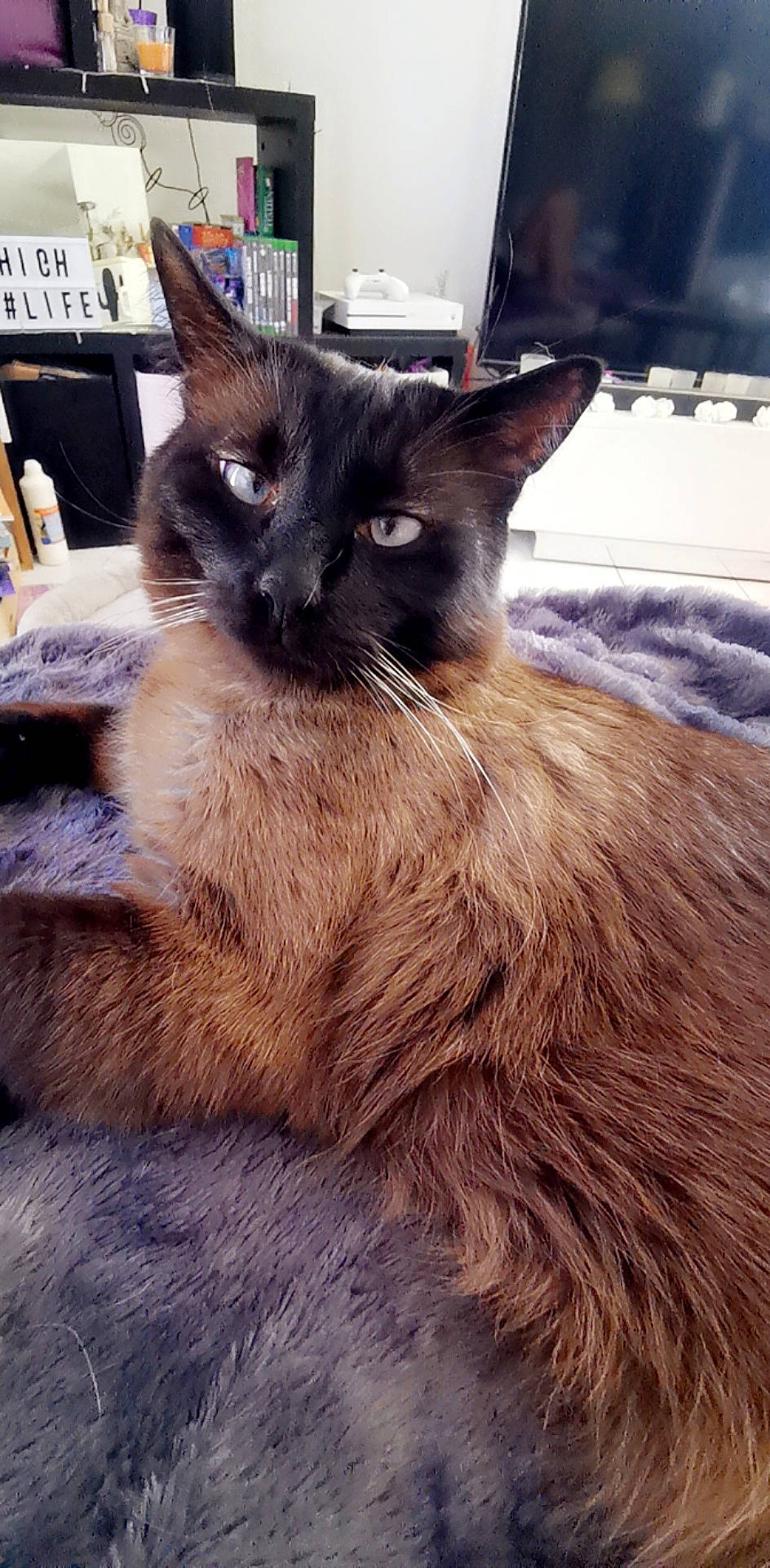 Mowgli participe au concours pour gagner de l'argent avec cette photo : balinese, box, carnivore, cat, domestic_short_haired_cat, eye, fawn, felidae, fur, iris, siamese, sky, small_to_medium_sized_cats, snout, tail, terrestrial_animal, thai, tonkinese, whiskers