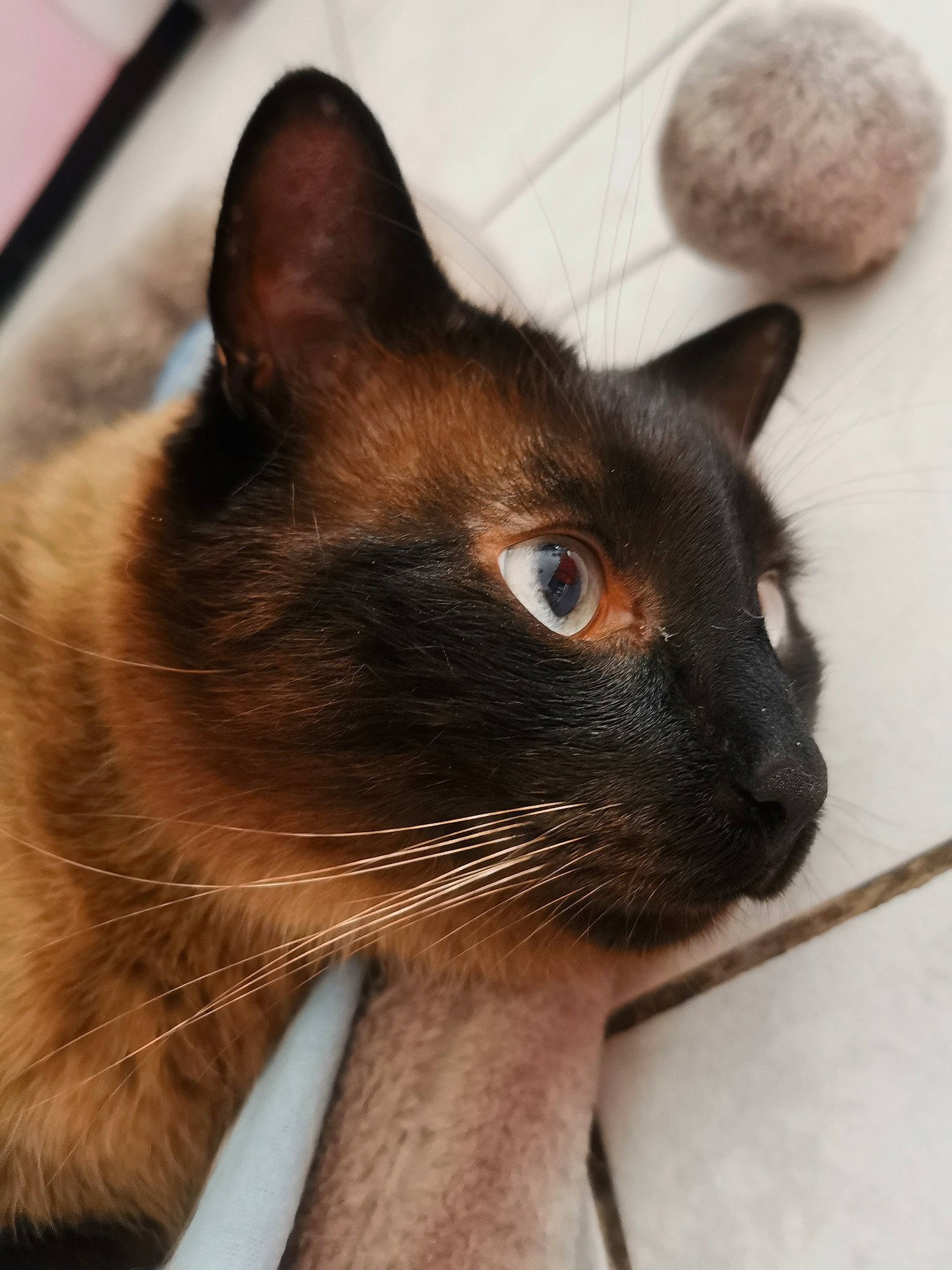 Mowgli participe au concours pour gagner de l'argent avec cette photo : balinese, carnivore, cat, close_up, comfort, domestic_short_haired_cat, ear, eye, fawn, felidae, fur, head, human_body, photography, siamese, small_to_medium_sized_cats, snout, thai, whiskers