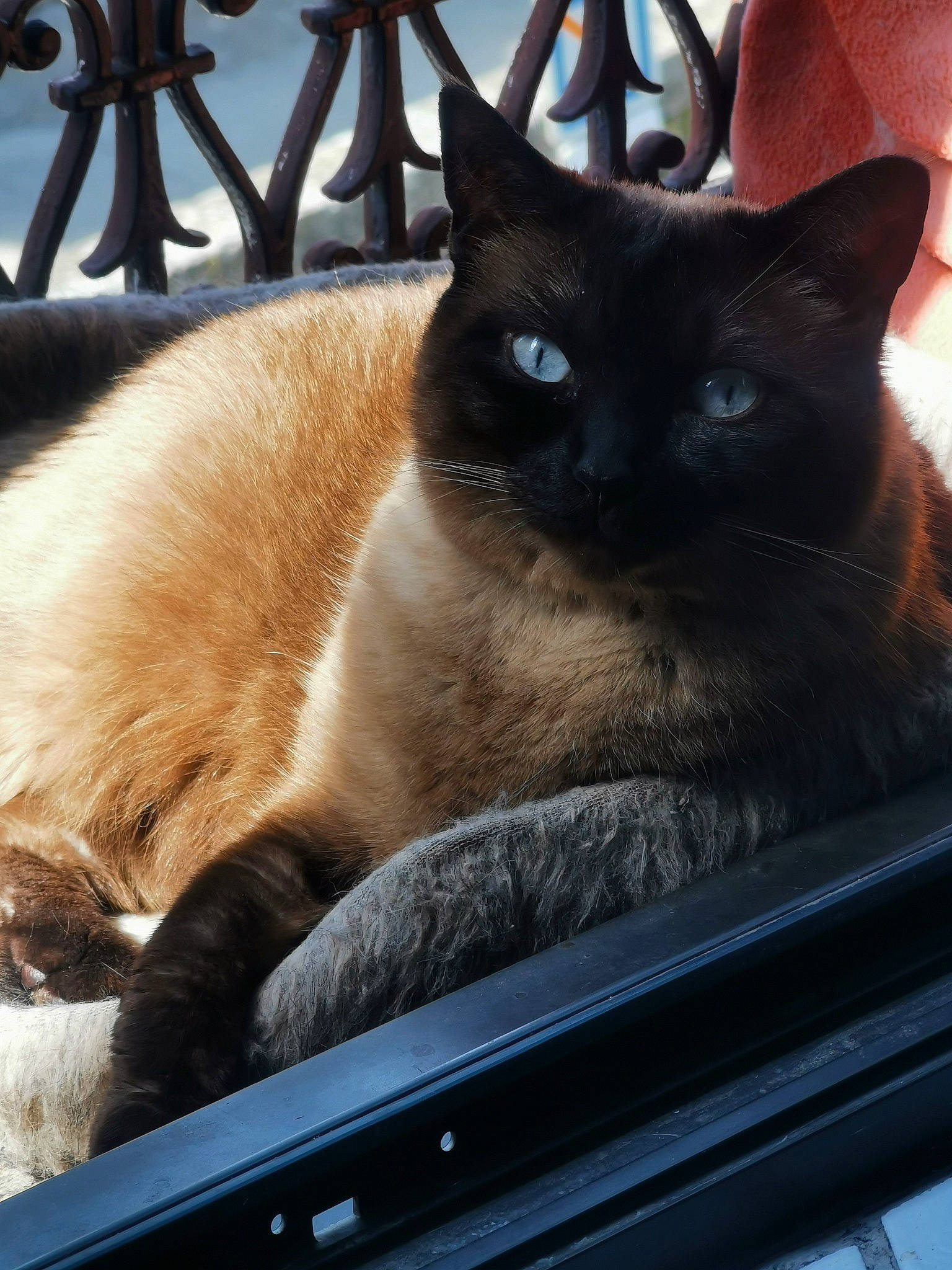 Nala participe au concours pour gagner de l'argent avec cette photo : box, carnivore, cat, collar, comfort, domestic_short_haired_cat, eye, fawn, felidae, fur, iris, light, siamese, small_to_medium_sized_cats, snapshot, snout, tail, whiskers, window, windshield