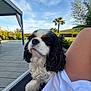 black_and_white, cavalier_king_charles_spaniel, clouds, curly_hair, deck, dog, fur, grass, leg, nature, outdoor, palm_tree, person, pet, pool, relaxing, sky, summer, sunlight, trees